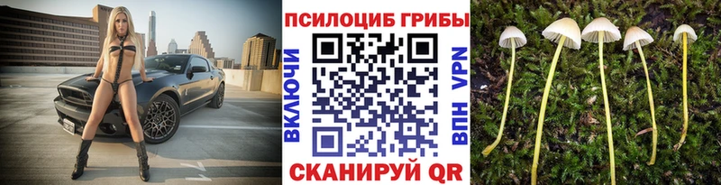 где купить Курлово Псилоцибиновые грибы GOLDEN TEACHER